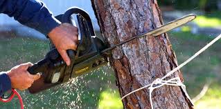 Best Tree and Shrub Care  in Westlake Vlage, IL